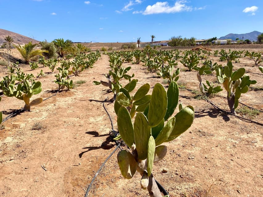 Fuerteventura: Tapas and Local Life Guided Tour - What to bring (and what to avoid) so the day stays comfortable