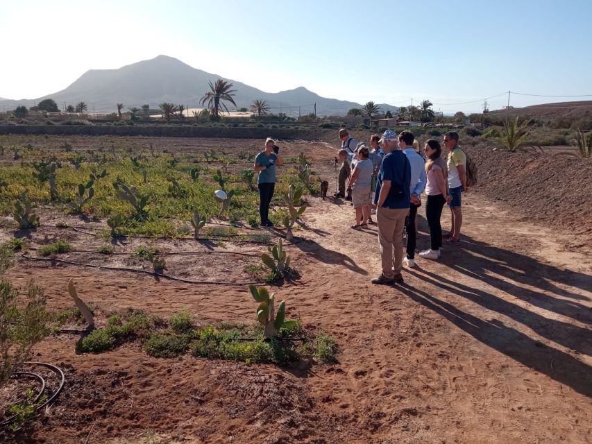 Fuerteventura: Tapas and Local Life Guided Tour - Food on Fuerteventura that doesn’t feel like a script