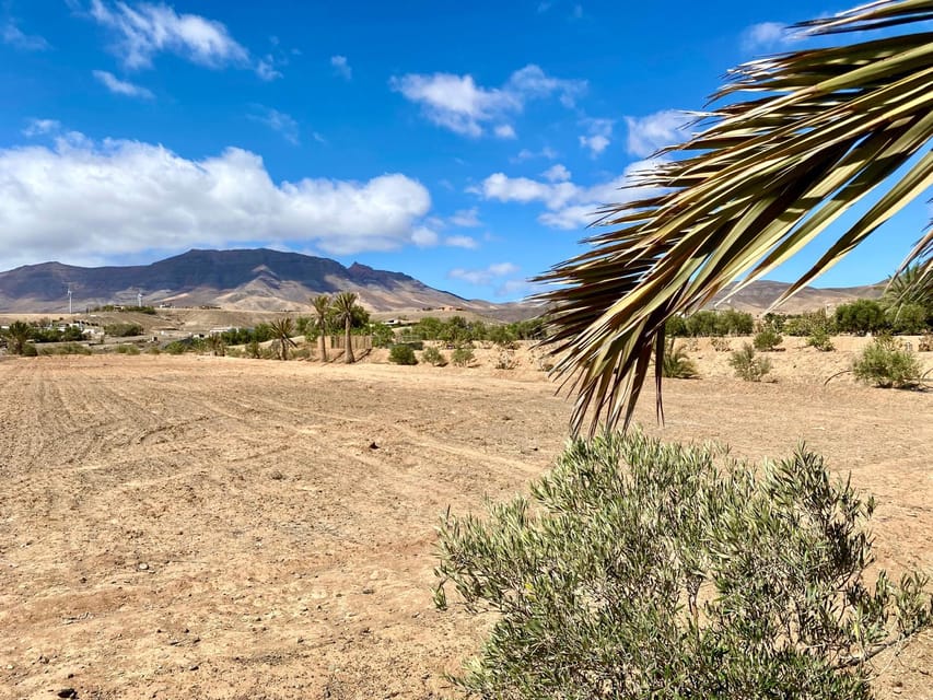 Fuerteventura: Tapas and Local Life Guided Tour - Cactus fruit and preserves: a fun food challenge that still feels authentic