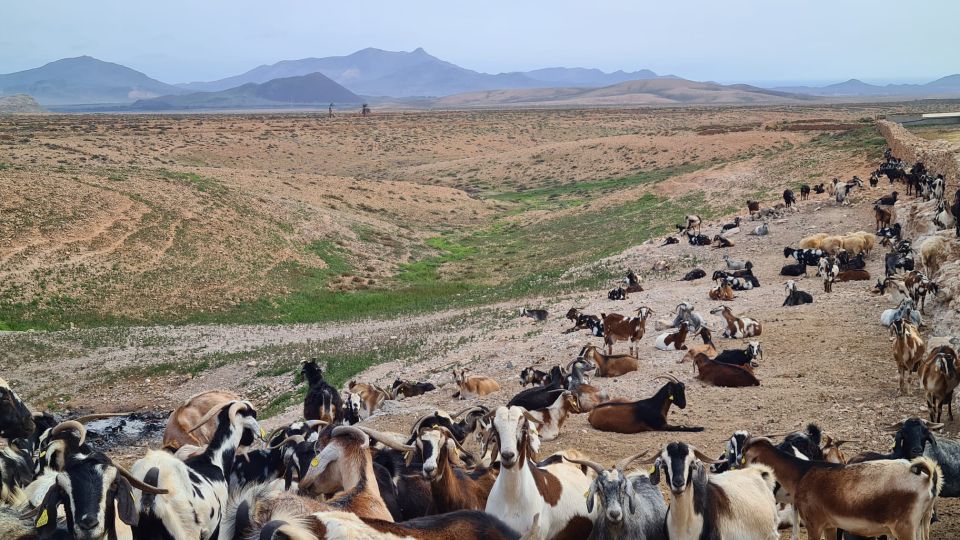 Fuerteventura: Tapas and Local Life Guided Tour - Majorero goat cheese, red wine, and the value of tasting on site
