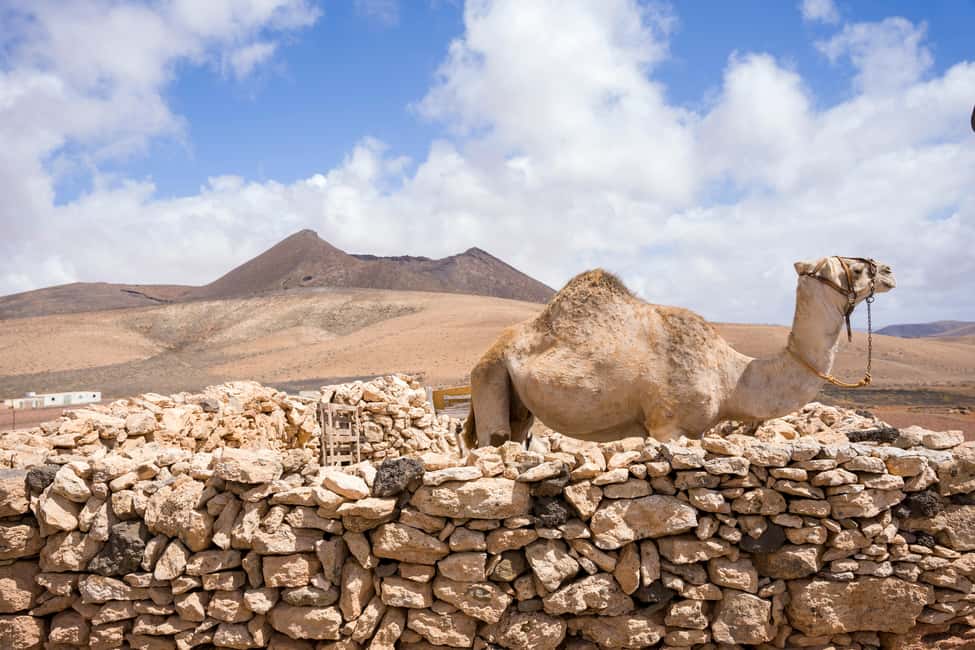 Fuerteventura: volcanic hike to the crater edge - Stories, myths, and what you notice when you slow down