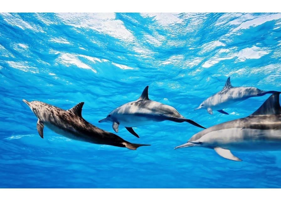 Fuerteventura: Whale & Dolphin Watching Boat Tour with Guide - Meeting at Barracuda Perdomo Huts and Getting Sea-Ready