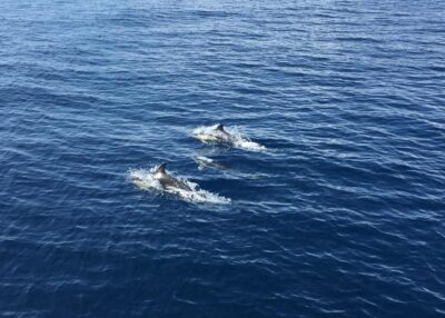 Fuerteventura: Whale & Dolphin Watching Boat Tour with Guide - Cruising the Waters Between Lanzarote and North Fuerteventura
