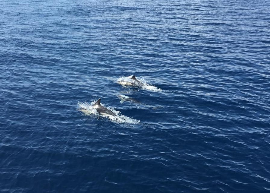 Fuerteventura: Whale & Dolphin Watching Boat Tour with Guide - Cruising the Waters Between Lanzarote and North Fuerteventura
