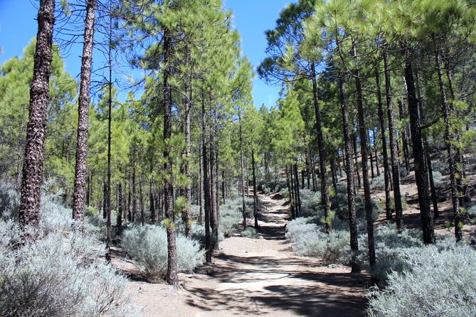 Full day Hiking Gran Canaria Peaks of Gran Canaria - Getting picked up without stress: Maspalomas timing and the real start