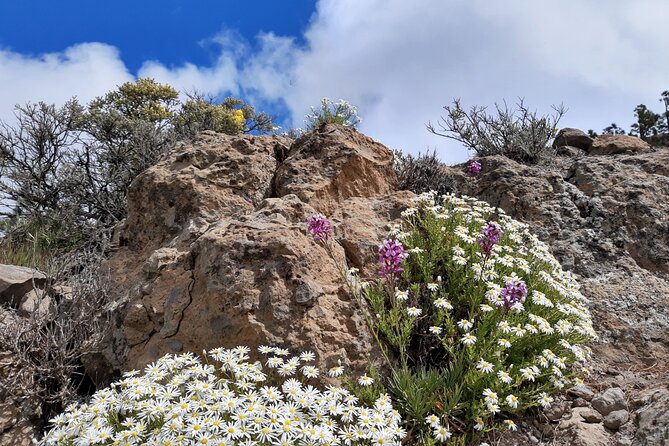 Full day Hiking Gran Canaria Peaks of Gran Canaria - What you’ll do on the trail: pine forest walking and viewpoint time