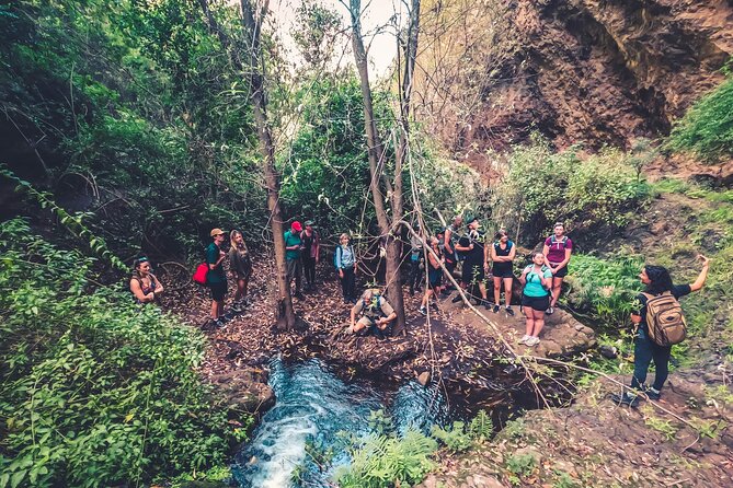 Full Day Rainforest Tour with Tasting and Swimming Time ツ - Firgas, the City of Water: Water Mills and Atlantic views