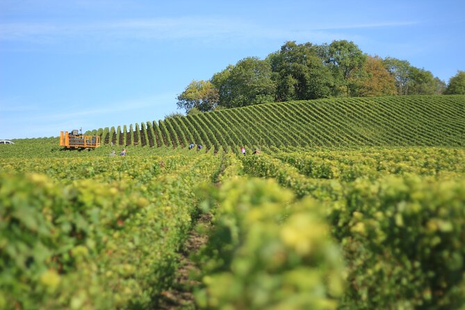 Full Rioja Wine Tour with Lunch from San Sebastian Private Tour - Key things you’ll notice on this Rioja wine day