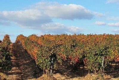 Full Rioja Wine Tour with Lunch from San Sebastian Private Tour - San Vicente de la Sonsierra: Learning Rioja Wine From Grapes to Glass