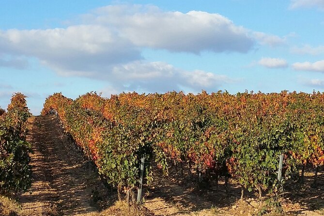 Full Rioja Wine Tour with Lunch from San Sebastian Private Tour - San Vicente de la Sonsierra: Learning Rioja Wine From Grapes to Glass