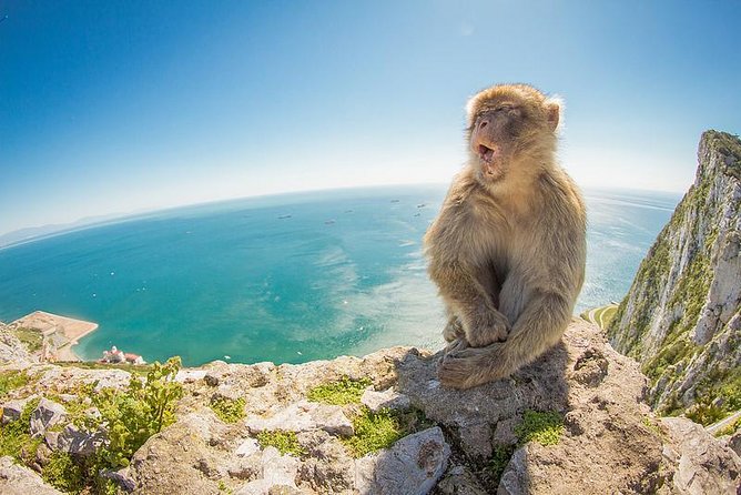 Gibraltar Day Trip from Seville - Key Highlights You’ll Actually Care About