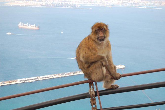 Gibraltar Day Trip from Seville - St. Michael’s Cave: Short Time, Big Visual Payoff