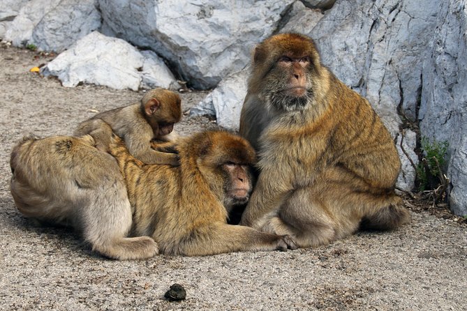 Gibraltar Day Trip from Seville + Rock Tour - Comfort, walking, and small-group reality