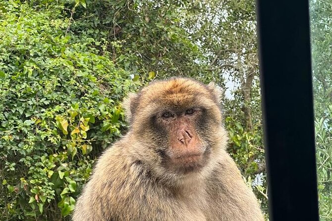 Gibraltar Private Tour from Malaga and Surrounding Areas - The Gibraltar Rock highlights: Apes Den, Pillars of Hercules, and top views