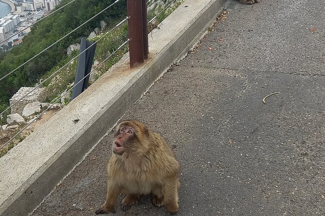Gibraltar Private Tour from Malaga and Surrounding Areas - Main Street free time (90–120 minutes) and Europa Point’s quick coastal views