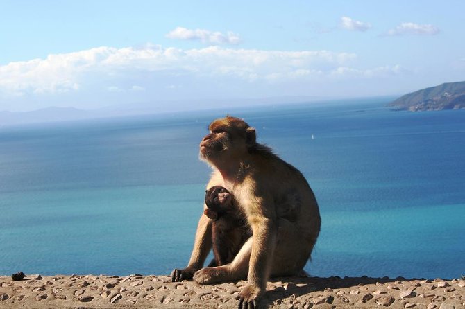 Gibraltar with Rock of Gibraltar & St. Michael Cave from Seville - Price and value: what $155.68 buys you (and what it doesn’t)