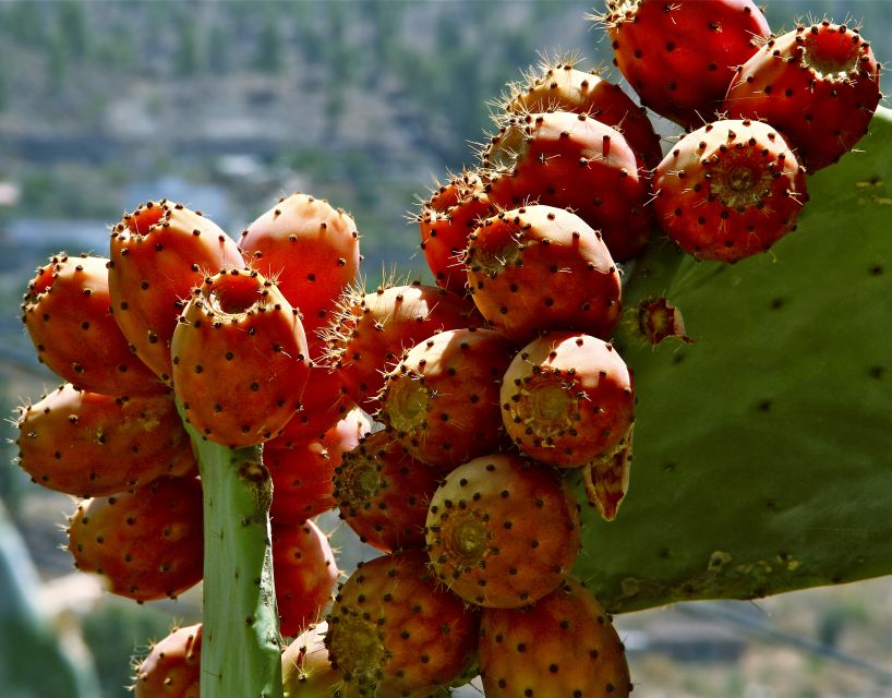 Gran Canaria: 6-Hour Teror and San Mateo Markets Tour - Two Markets, One Smart Route Across Gran Canaria’s Green Core
