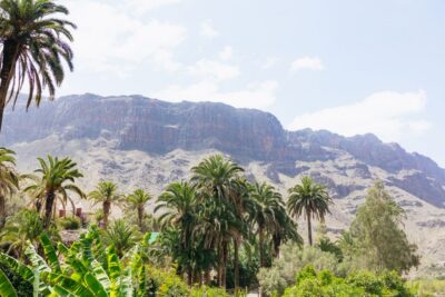 Gran Canaria: Camel Ride Safari w/ Optional Food & Transport - Feeding the Gardens: Papaya, Mango, Guava, and 10,000 Square Meters of Green
