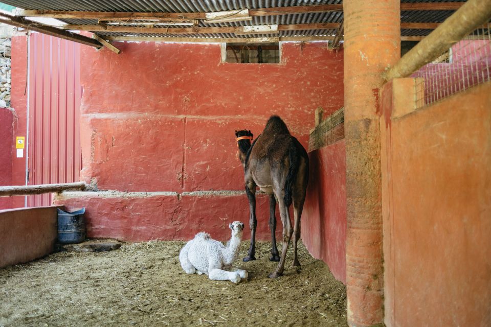 Gran Canaria: Camel Ride Safari w/ Optional Food & Transport - Pickup and Mountain Drive From Maspalomas: How Logistics Actually Affect Your Day