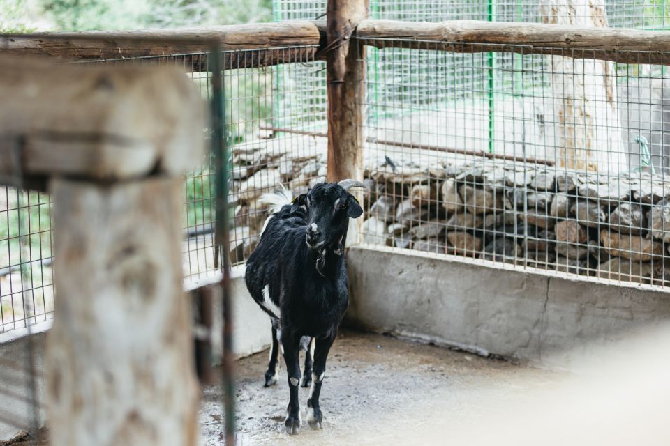 Gran Canaria: Camel Ride Safari w/ Optional Food & Transport - Sun, Shade, and What to Wear: Your Most Important “Packing List”