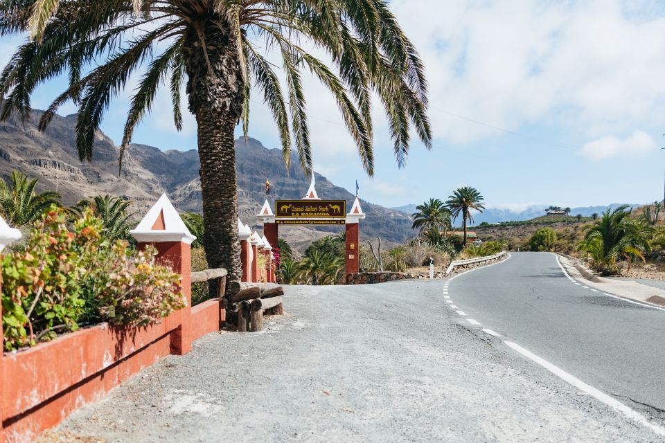 Gran Canaria: Camel Ride Safari w/ Optional Food & Transport - Value Check: Is a $50 Camel Safari Worth It?
