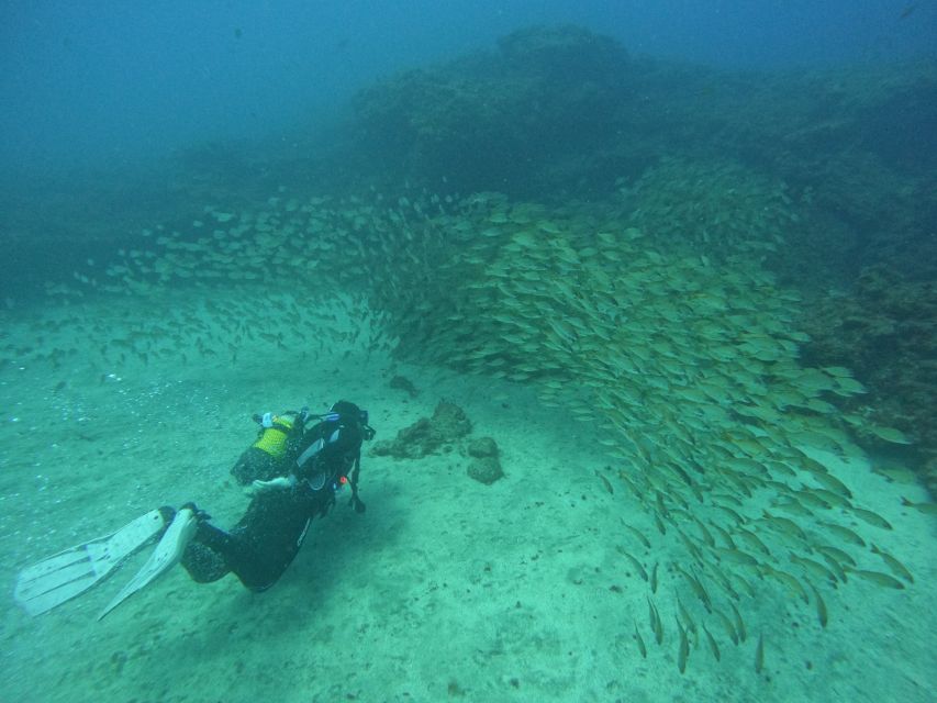 Gran Canaria: Discover Scuba Diving - Free Transfers - First-time scuba in Gran Canaria: what the 12-meter limit really means