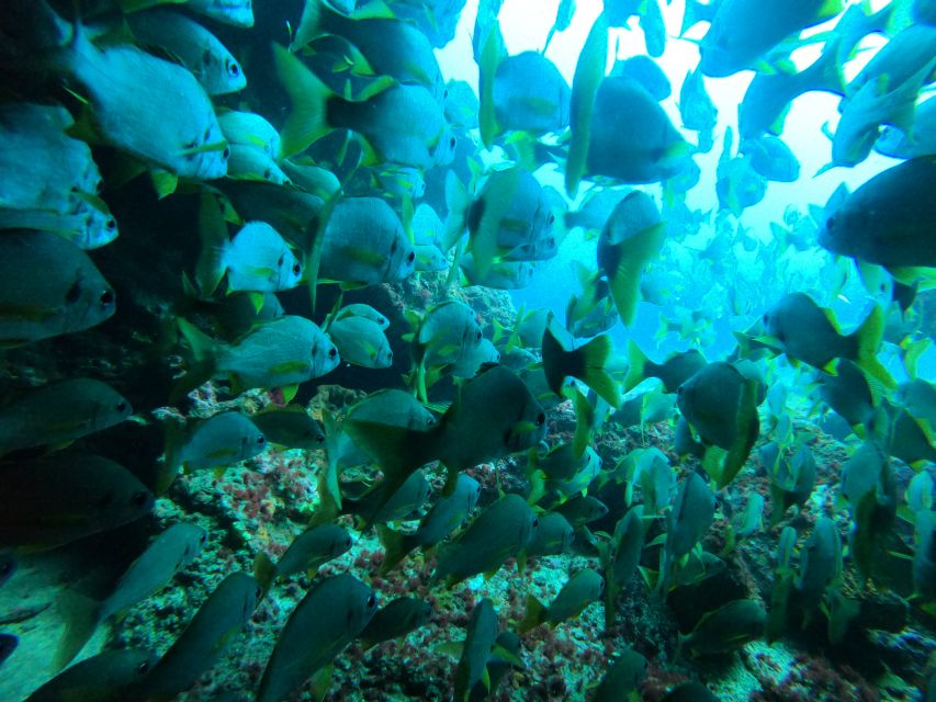 Gran Canaria: Discover Scuba Diving - Free Transfers - What you might see: angel sharks, rays, octopus, and more