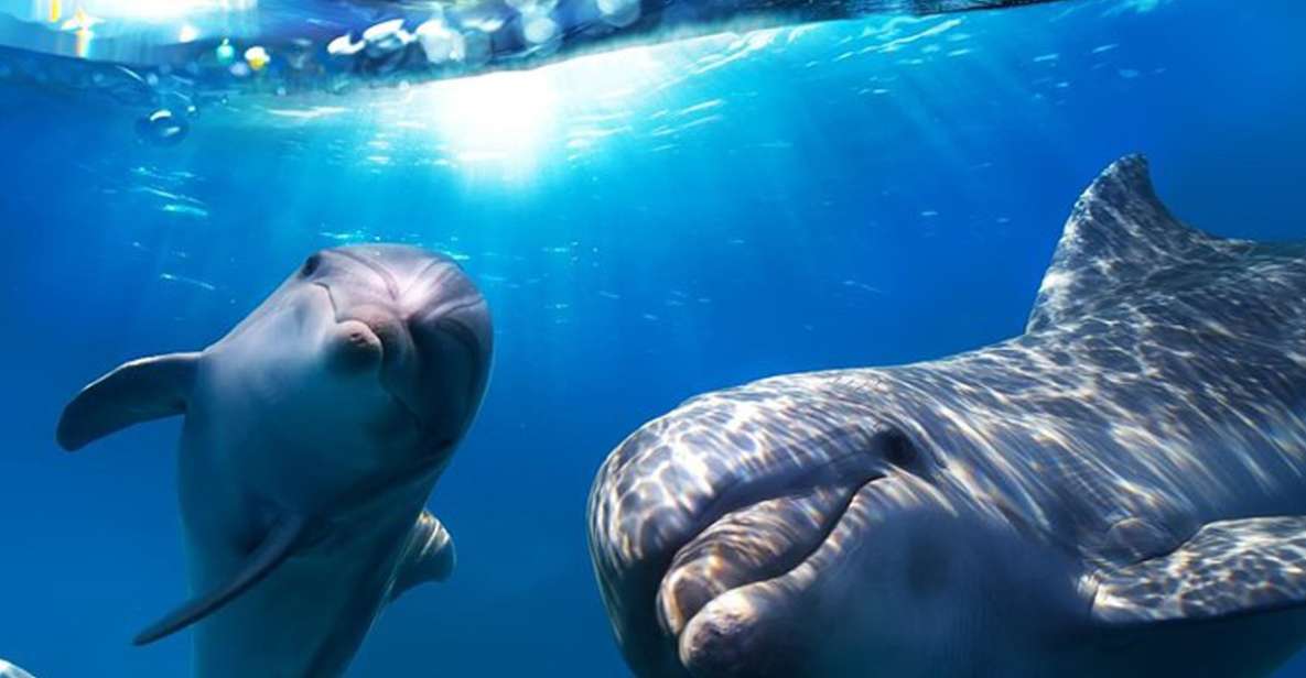 Gran Canaria: Dolphin and Whale Watching Cruise - Key Things That Make This Cruise Worth Your Time