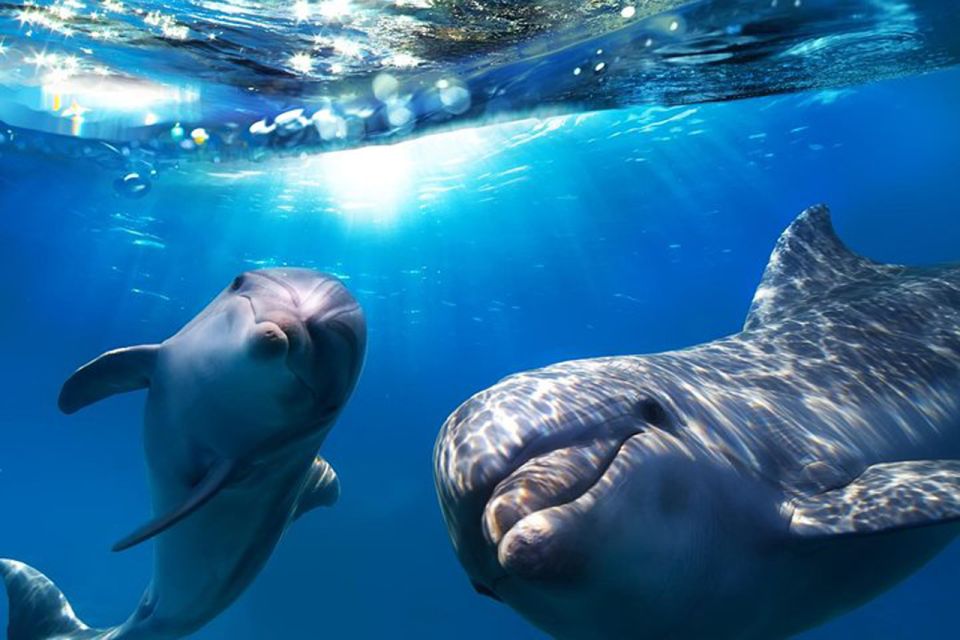 Gran Canaria: Dolphin and Whale Watching Cruise - How the Dolphin and Whale Search Works (and What That Means for You)