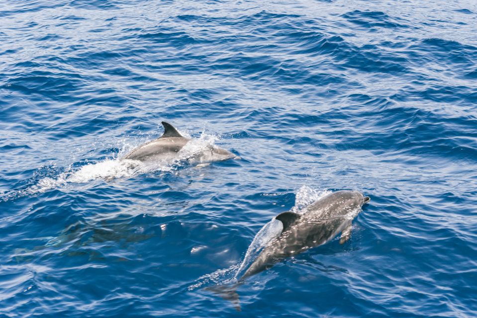 Gran Canaria: Dolphin and Whale Watching Cruise - What You’ll See Beyond Dolphins and Whales