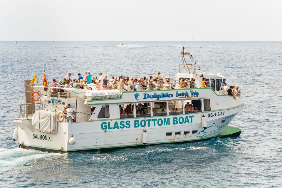 Gran Canaria: Dolphin and Whale Watching Cruise - The Marine Guide: Education That Actually Helps You Spot