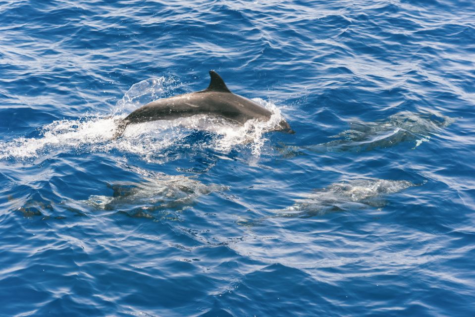 Gran Canaria: Dolphin and Whale Watching Cruise - Who This Cruise Is Best For (and Who Should Rethink It)
