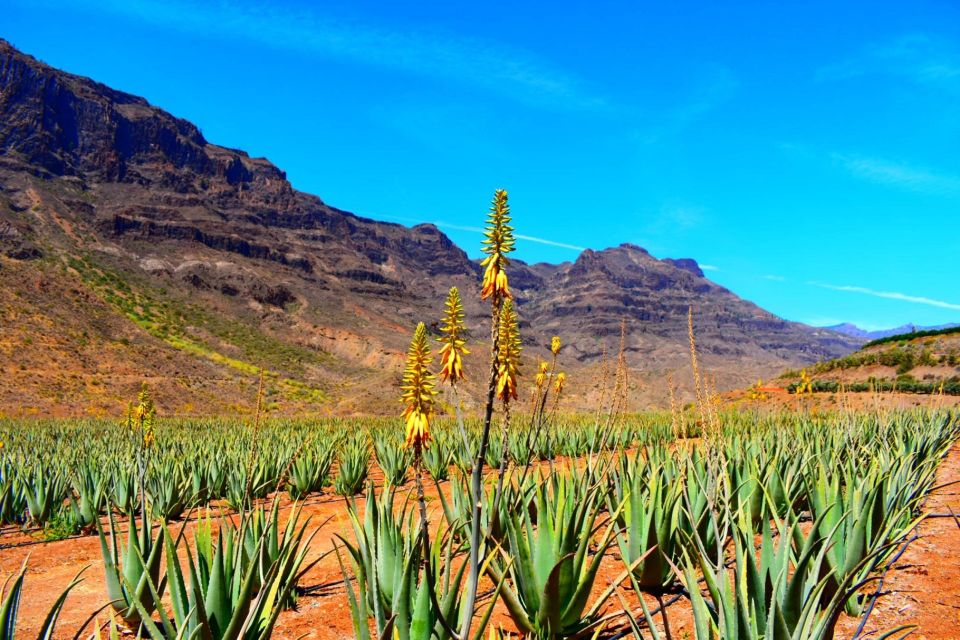 Gran Canaria: Full-Day VIP Tour by Bus - Mountain-road bus driving: why the driver’s skill is part of the experience