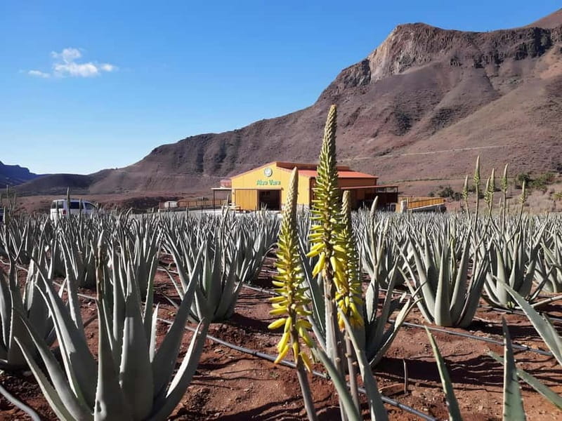 Gran Canaria: Island Highlights Tour with Optional Lunch - Presa del Mulato (about 20 minutes): views with a guided angle