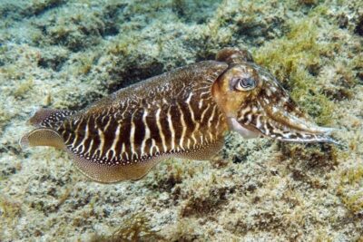 Gran Canaria: Scuba Diving for Beginners - Getting started at Blue Water Diving, Puerto Escala harbour