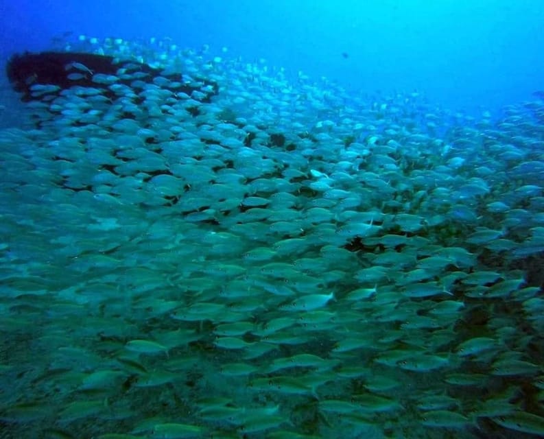 Gran Canaria: Scuba Diving for Beginners - Your first real underwater look: reef life up to 12 meters