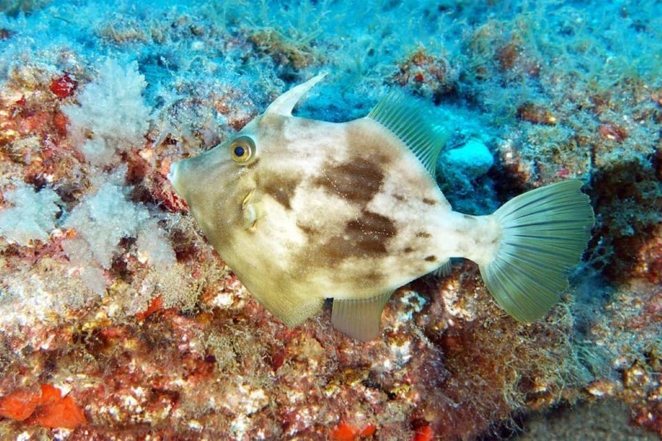 Gran Canaria: Scuba Diving for Beginners - Who should book this beginner session (and who shouldn’t)