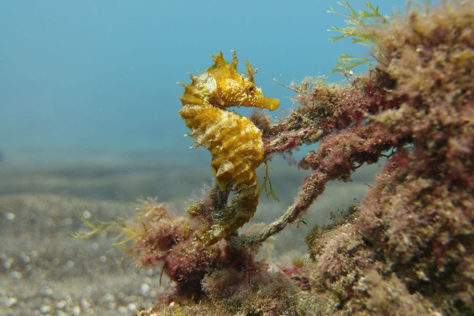Gran Canaria: Try Scuba Diving for Beginners - Make it comfortable: what to bring and how to avoid common problems
