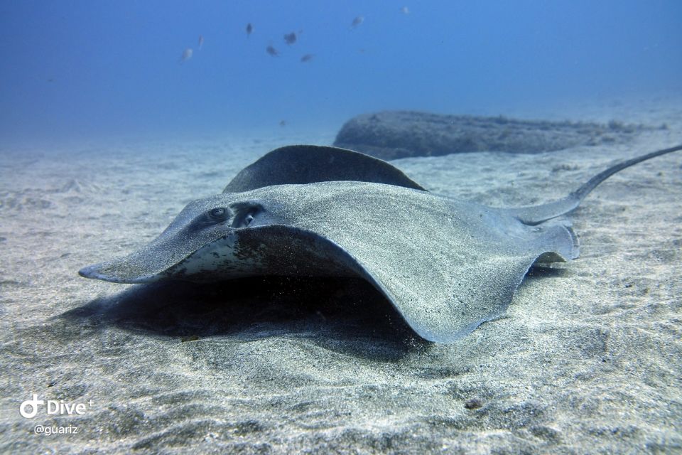 Gran Canaria: Try Scuba Diving for Beginners - Should you book this beginner scuba try session in Gran Canaria?