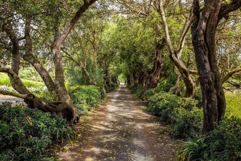 Gran Canaria: Winery Tour, Wine Museum, and Tasting - Why This 1.5-Hour Winery Stop Feels Like a Time Machine