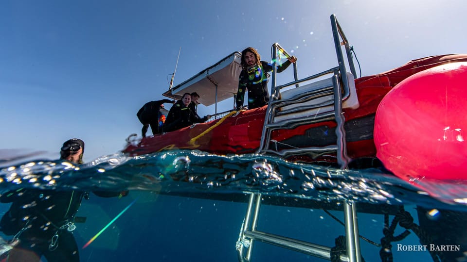 Gran Canaria:Live an Adventure and Learn to Dive with Expert - Marine Life You Can Expect to Notice Up Close