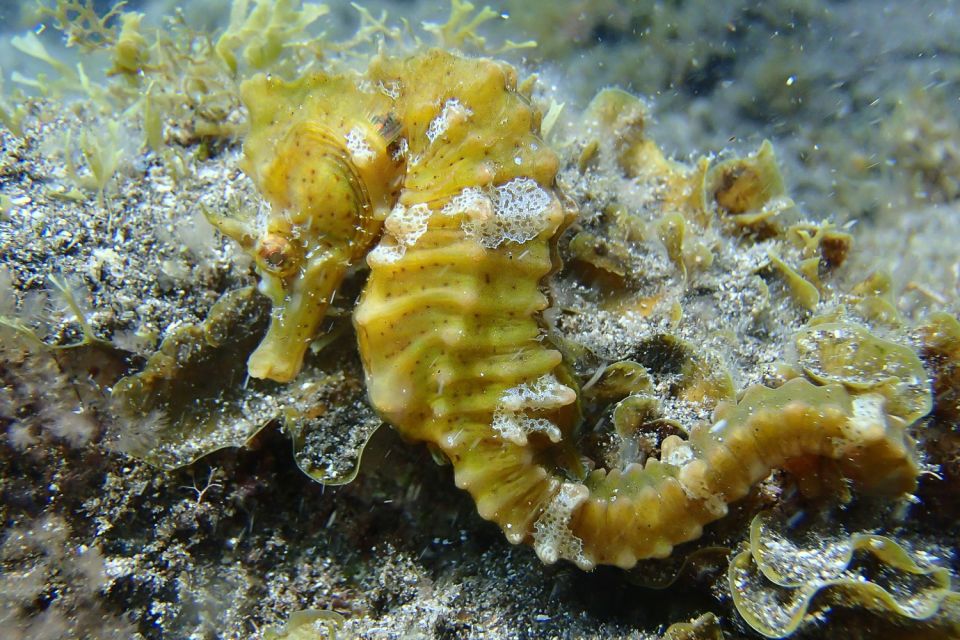 Gran Canaria:Live an Adventure and Learn to Dive with Expert - Beach Time After: Why Playa de Amadores Is Part of the Value