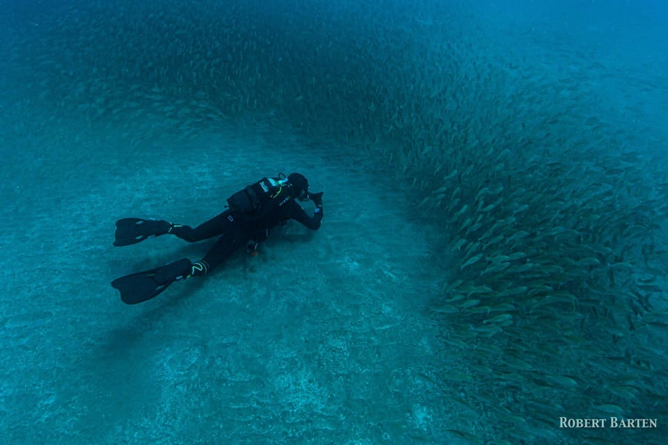 Gran Canaria:Live an Adventure and Learn to Dive with Expert - Price and What You Really Get for About $100