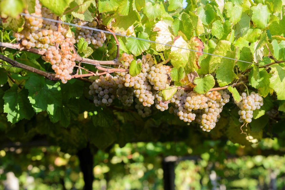 Granbazán Winery: Guided Tour and Wine Tasting - Guide style matters: the difference between a tour and a lesson
