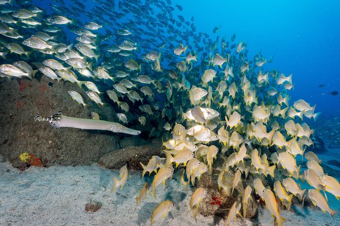 Guided Boat Dives for Certified Divers - Safety essentials you should know before you go