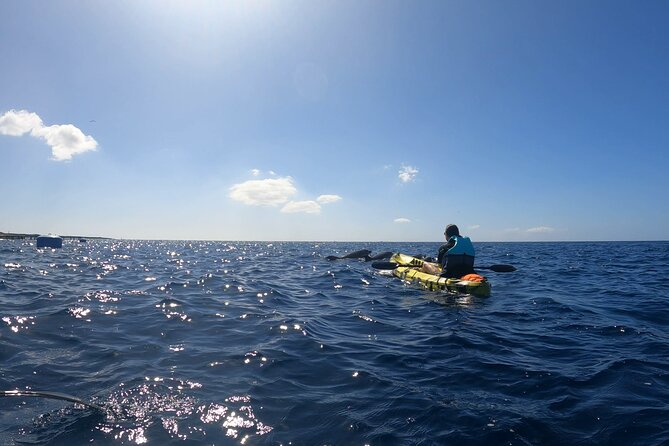 Guided Kayak Tour From Los Cristianos Beach Tenerife - Snorkeling in the Marked Zones: fun, but you should plan for motion