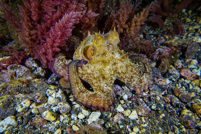 guided Scuba Diving on Tenerife (for certified divers) - Key highlights and why they matter