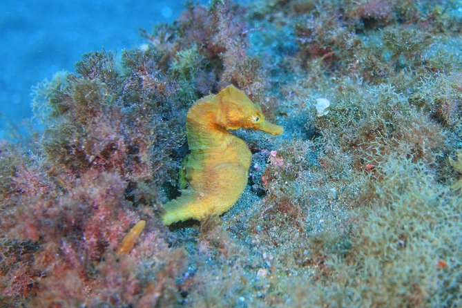 guided Scuba Diving on Tenerife (for certified divers) - Scouting the island for conditions (and why that’s smart)