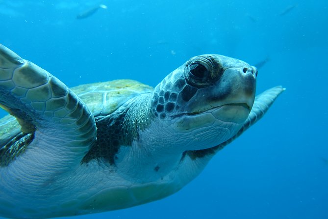 guided Scuba Diving on Tenerife (for certified divers) - Underwater wildlife and volcanic scenery you can aim for
