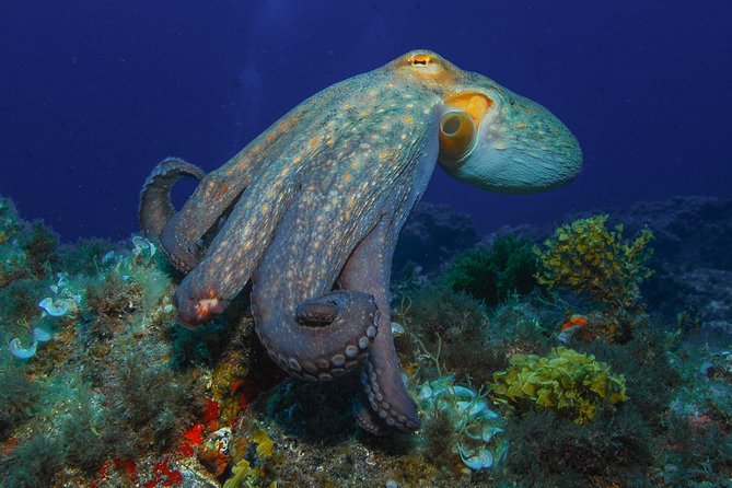 guided Scuba Diving on Tenerife (for certified divers) - Depth options, comfort, and getting the most from your certification